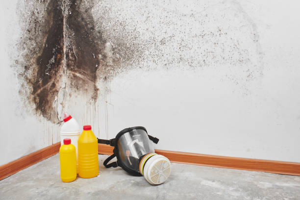 Best Emergency Mold Remediation in East Liverpool, OH