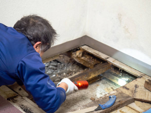 Best Localized Mold Remediation (e.g., coastal areas, humid climates) in East Liverpool, OH