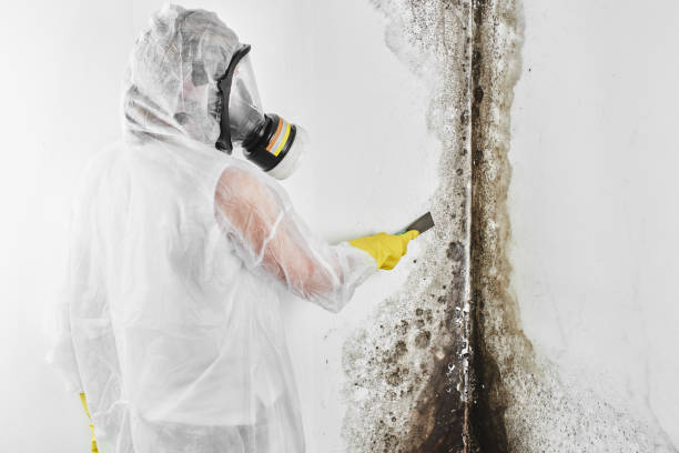 East Liverpool, OH Mold Remediation Company