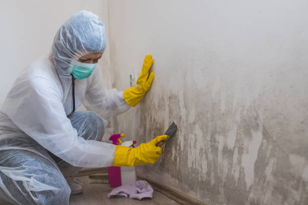 Best Mold Remediation for Schools in East Liverpool, OH