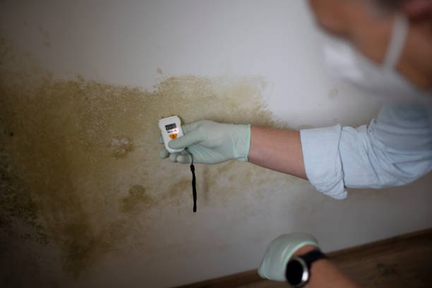 Best Industrial Mold Remediation in East Liverpool, OH