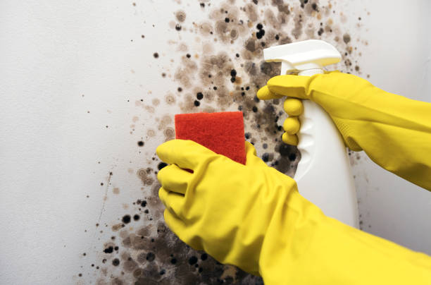 Best White Mold Remediation in East Liverpool, OH