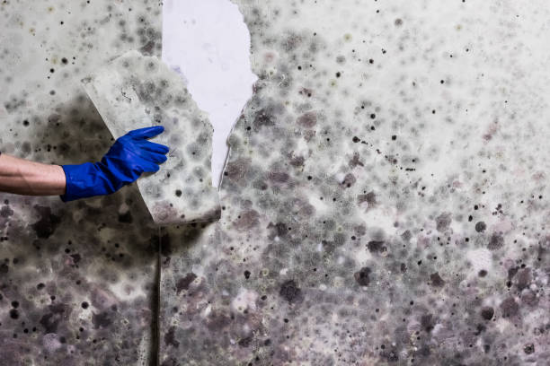 Best Black Mold Remediation in East Liverpool, OH